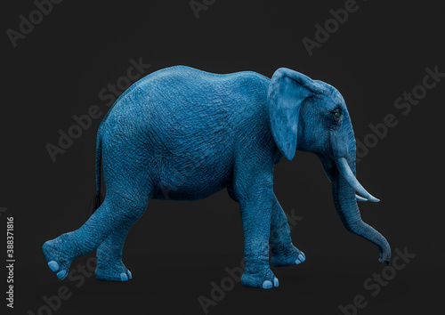 african elephant is walking in a dark grey background side view