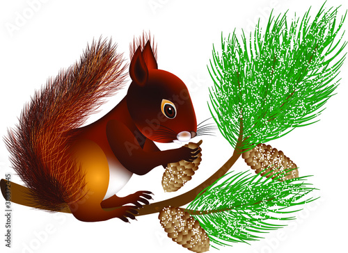 Squirrel on a pine branch with cones in winter
