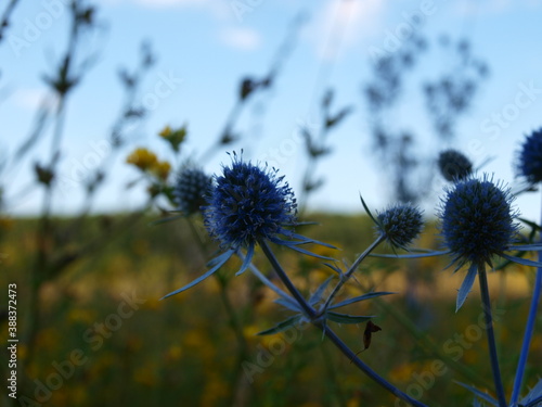 Bright blue thistle with pointy leaves