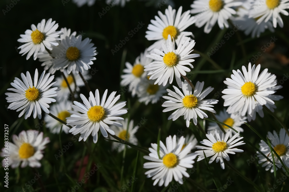 daisies in a garden daisies in a garden