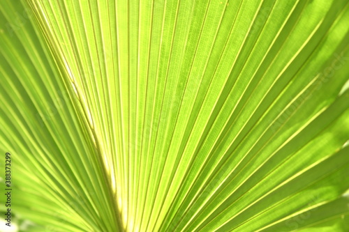 palm leaf background