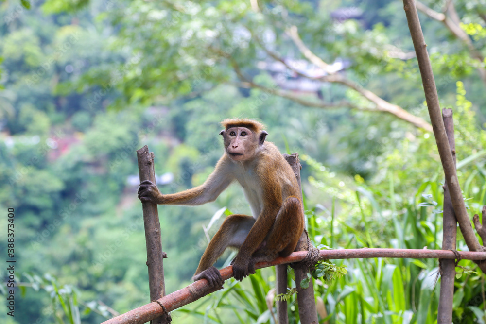 Fototapeta premium Macaque Monkey sitting on tree. Amusing monkeys. Wildlife on Shri Lanka.