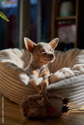 The dog lies and rests. Russian Toy Terrier.