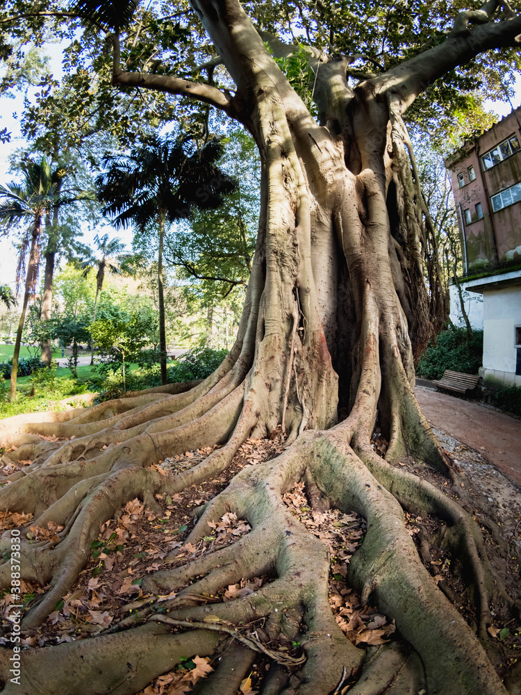 roots of tree