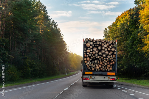 back view of long heavy industrial wood carrier cargo vessel truck trailer with big timber pine, spruce, cedar driving on highway road with blue sky background. Timber export and shipping concept