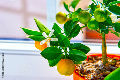 Photos A fragrant orange citrina of the calamondin kind