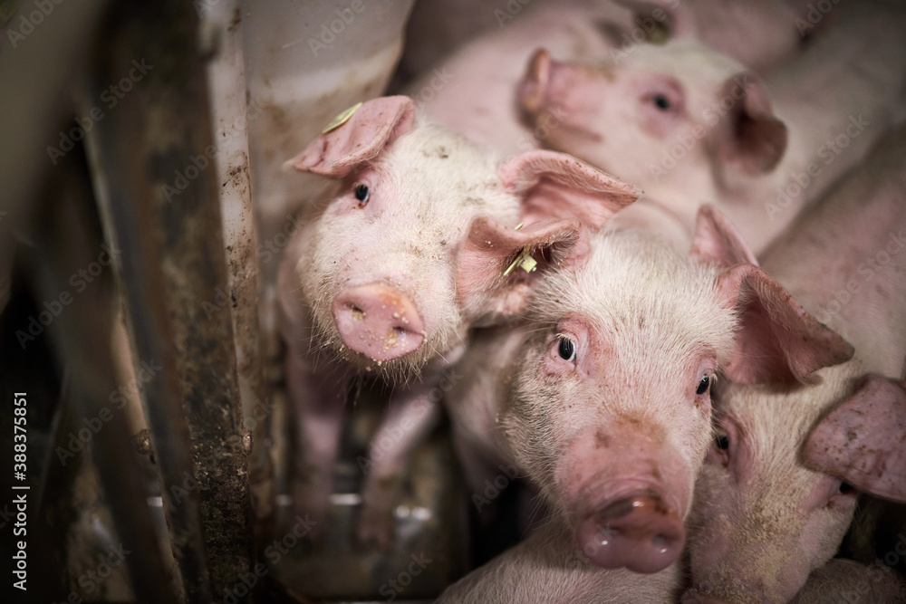 Young pigs in hog farms, Pig industry Young pigs in hog farms, Pig industry
