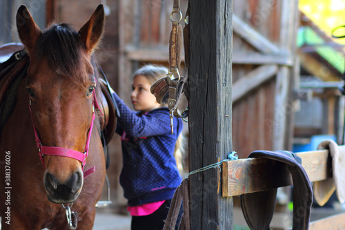 Young girl on countryside in front of stable preparing her beautiful brown horse for riding © Nenad