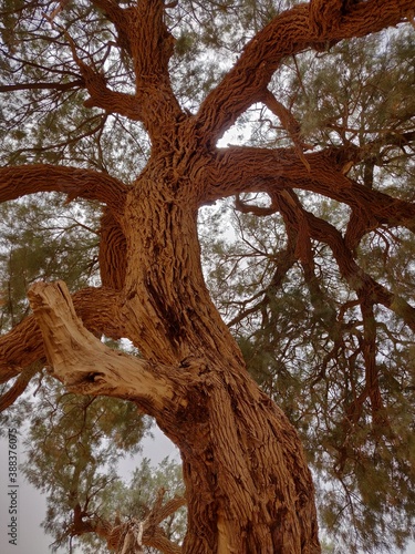 Baumstamm in der Wüste, Holzmuster, Bäume, Marokko