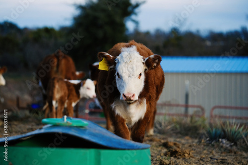 Canvas Print Hereford calves by mineral feeder on beef cow farm during winter.