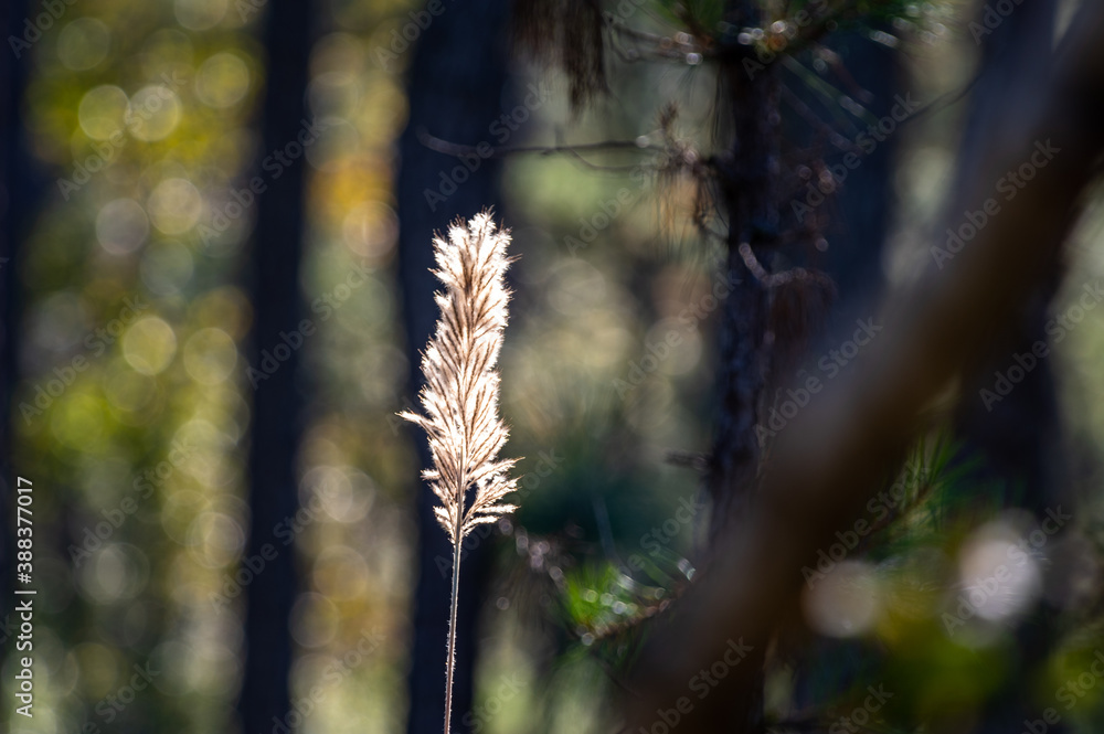 Sunlit Plant Seed Head in Forest Dark Background