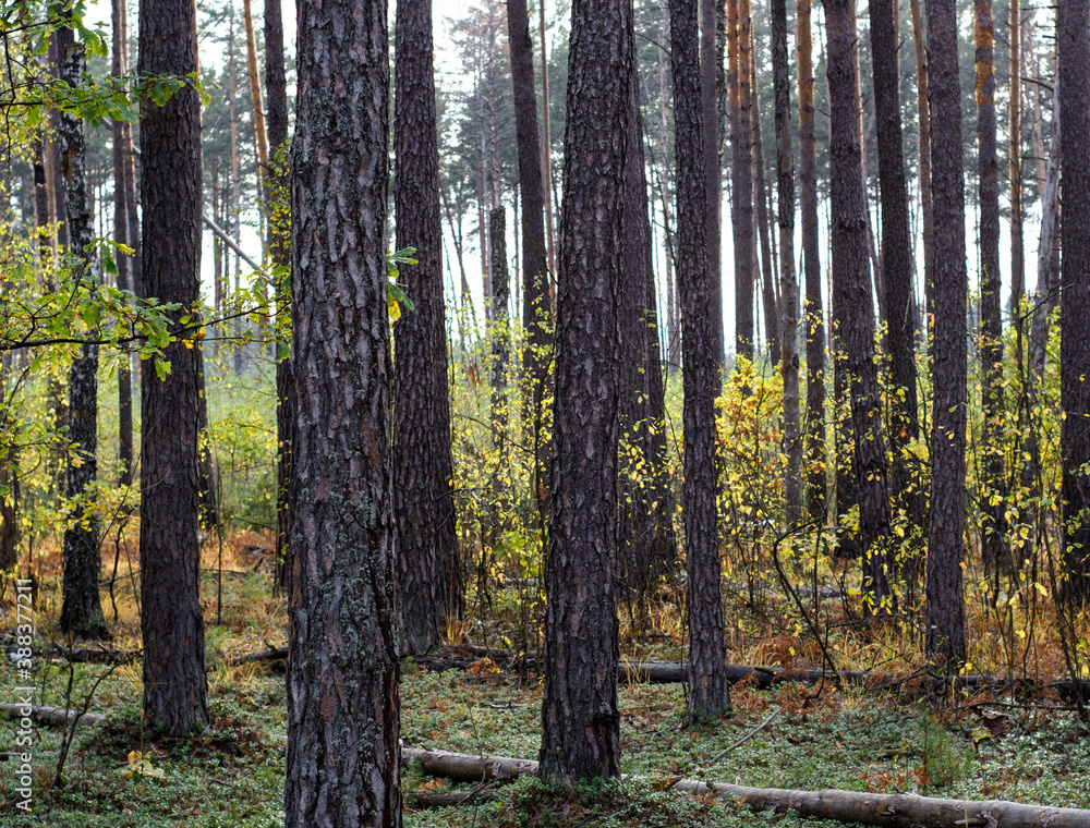 Autumn forest landscape with pines and birches 