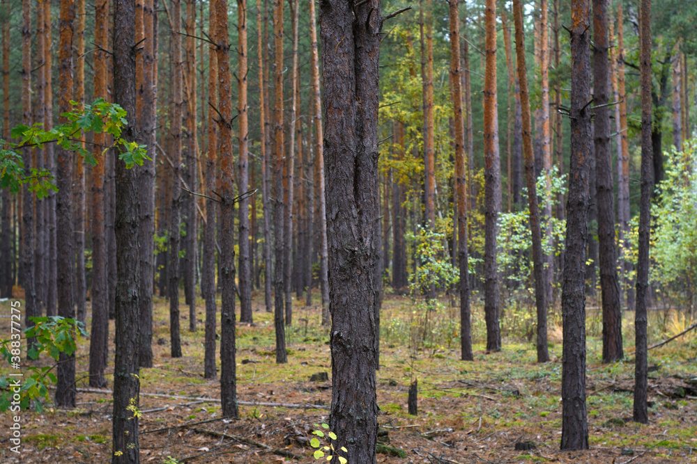 Autumn forest landscape with pines and birches Autumn forest landscape with pines and birches