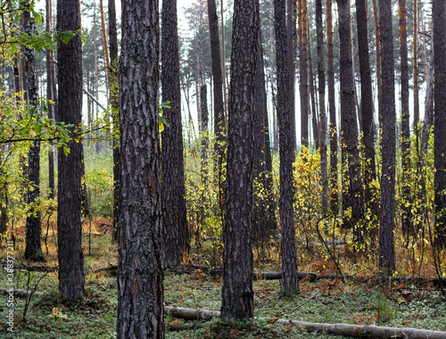 Autumn forest landscape with pines and birches 