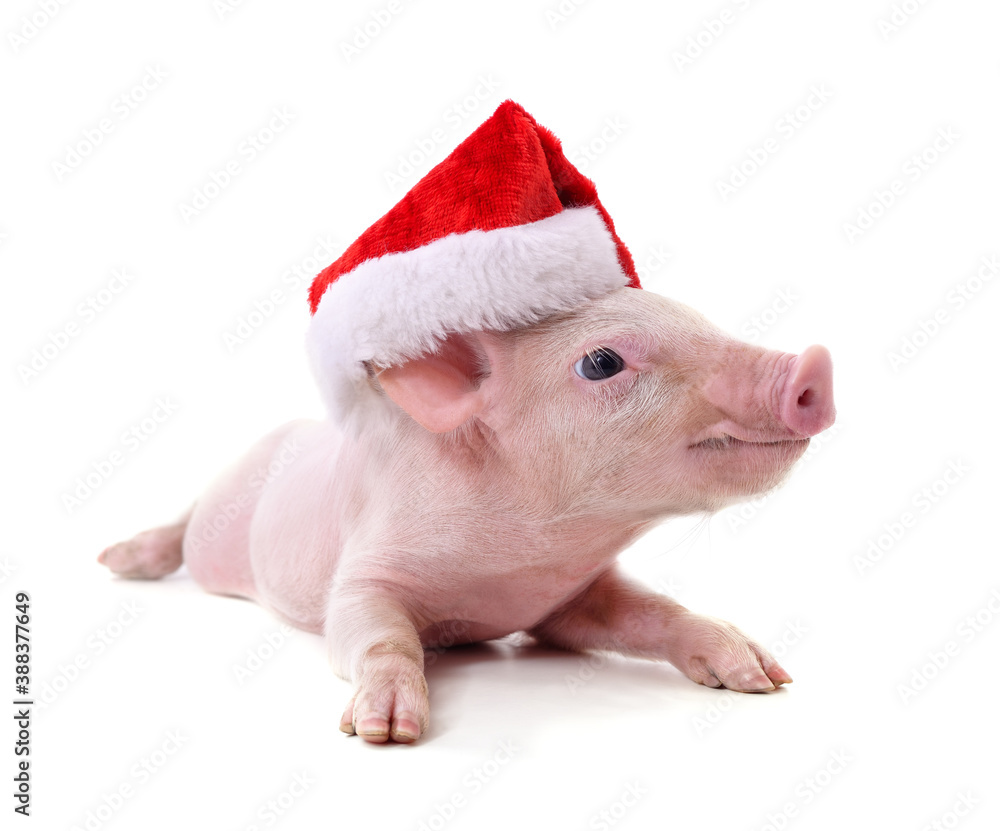 Piglet in a Christmas hat.