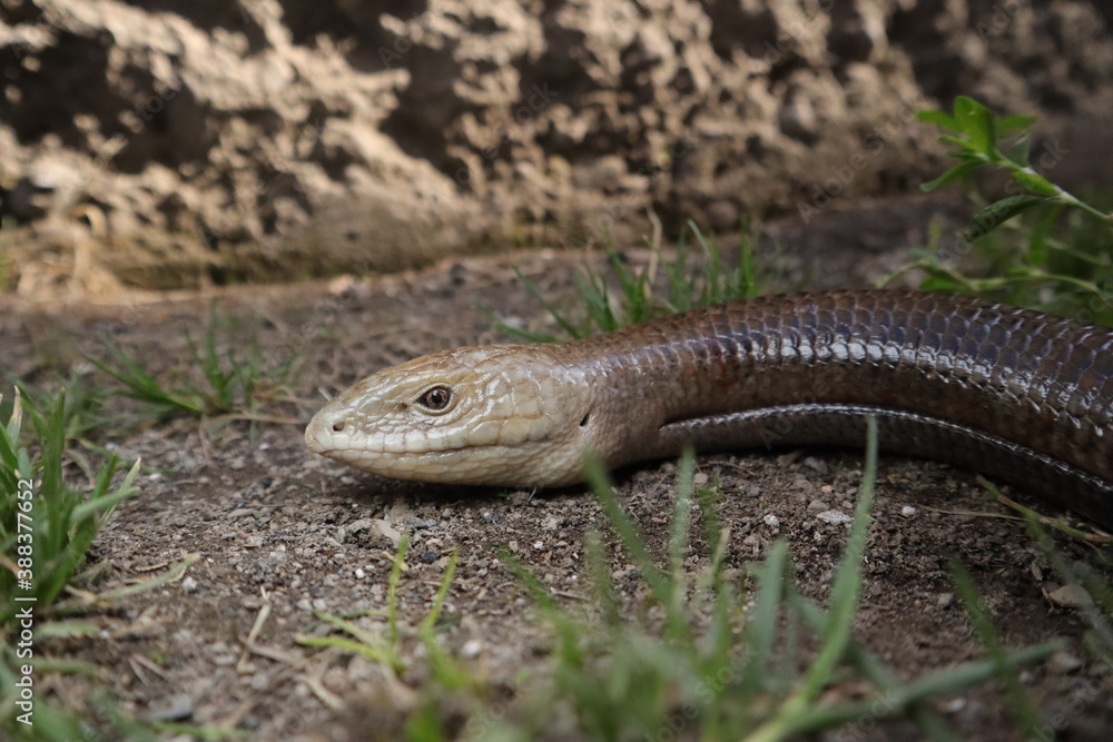 snake or lizard.
Burton's legless lizard: Lialis burtonis
its characteristics: possessing eyelids & possessing external ear openings
close up of legless lizard
closeup reptile
animals, animal wildlife snake or lizard.
Burton's legless lizard: Lialis burtonis
its characteristics: possessing eyelids & possessing external ear openings
close up of legless lizard
closeup reptile
animals, animal wildlife