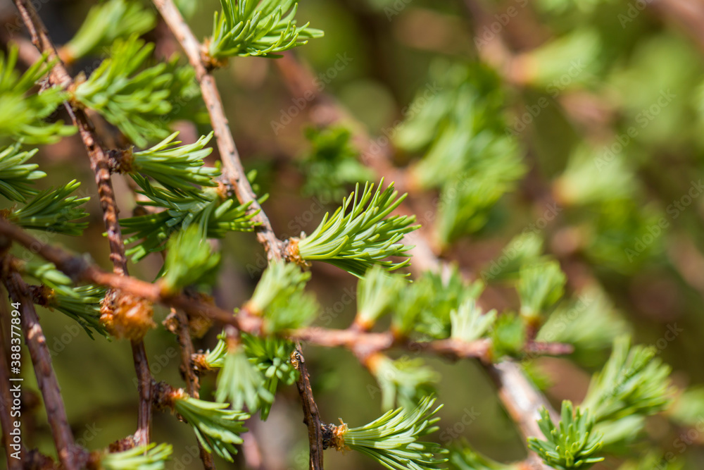 Fresh budding needle-like leaves of Larch in spring. National park. Background Fresh budding needle-like leaves of Larch in spring. National park. Background