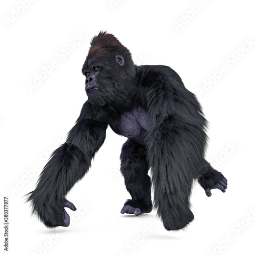 gorilla doing knuckles walking