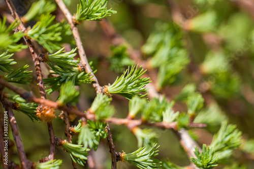 Fresh budding needle-like leaves of Larch in spring. National park. Background