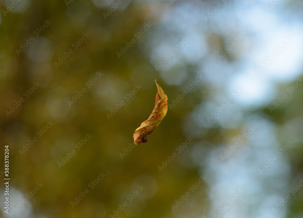 Falling leaves on blurred background. Leaf on spider silk