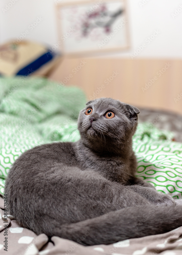 Scottish fold gray cat lies on the bed Scottish fold gray cat lies on the bed