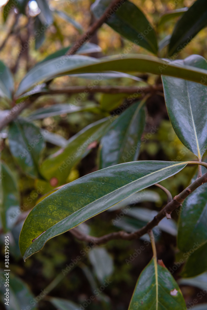 Leaves dark green with natural light. Vertical natural background. Jungle plants and leafs. Leaves dark green with natural light. Vertical natural background. Jungle plants and leafs.