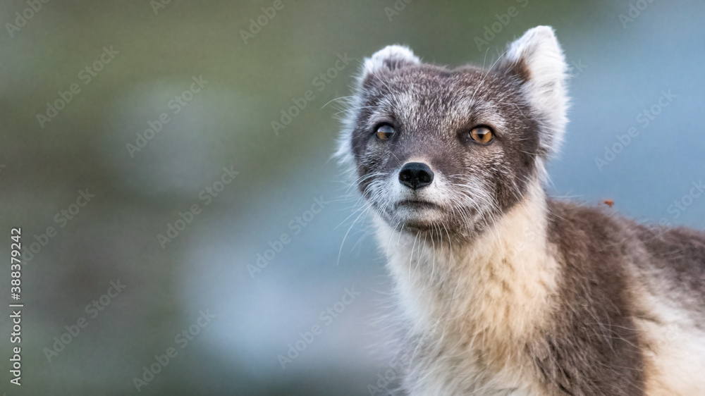 Fototapeta premium Arctic fox (vulpes lagopus) interested