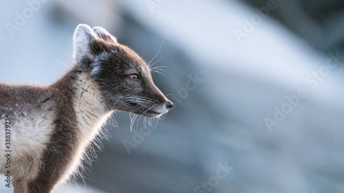 Photography Arctic fox (vulpes lagopus) side profile