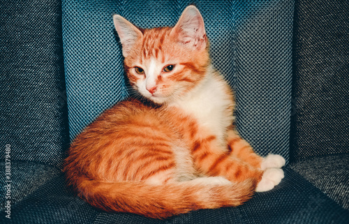 Red little kitten 