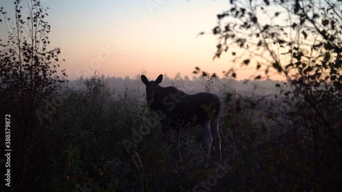 Misty morning sunrise moose in the frosty marsh Lille Vildmose, Denmark, North Jutland photo