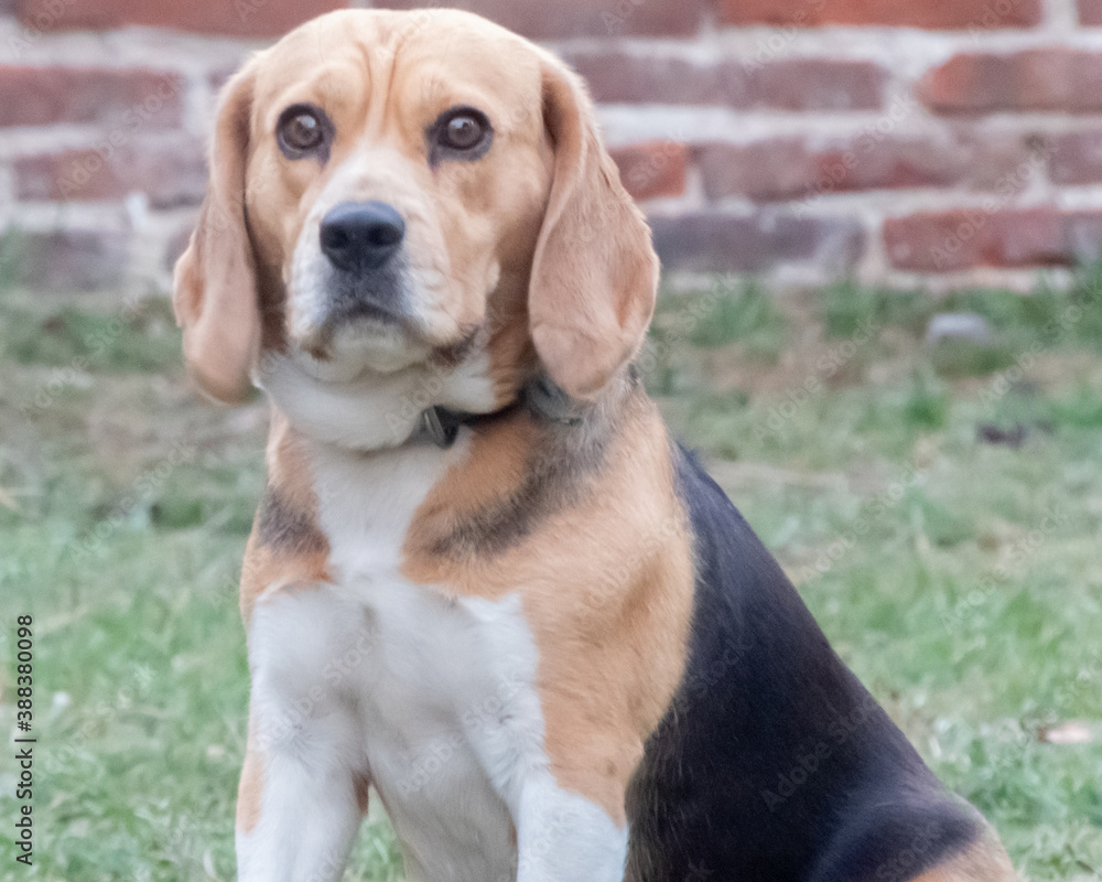 retrato de un beagle hembra tricolor