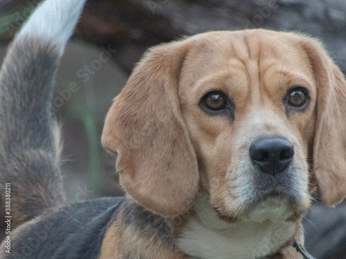 retrato de un beagle hembra tricolor