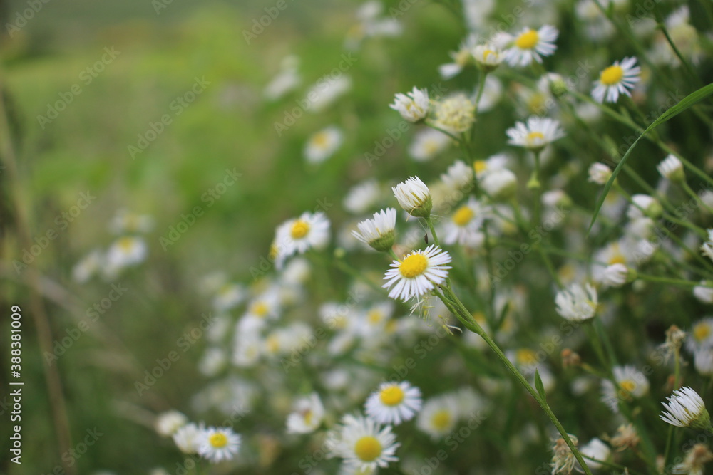 daisies in the field