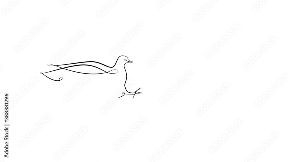 Dove by black one line. Animation on white background Dove by black one line. Animation on white background