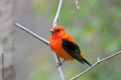 Scarlet Tanager
