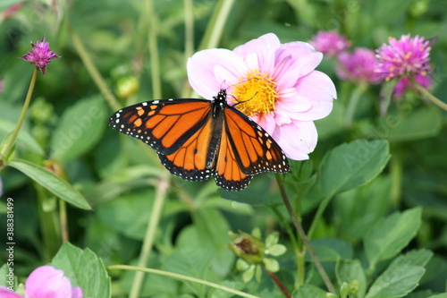 Monarch Butterfly