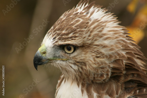 red tailed hawk