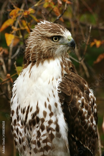 Red-tailed Hawk