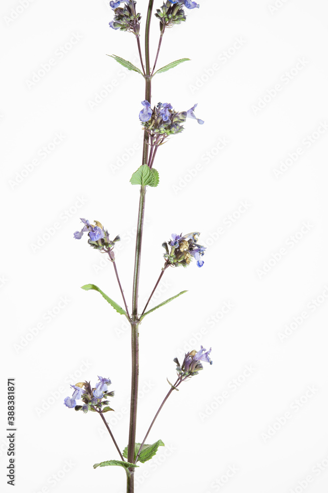 Fototapeta premium fiori e fusta di salvia pratense