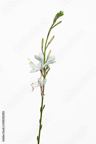 fiori bianchi isolati di oenothera o gaura