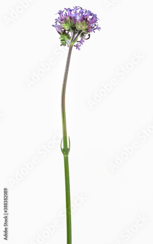 primo piano di verbena bonariensis su fondo bianco photo