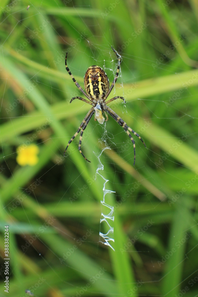 Fototapeta premium spider on the web