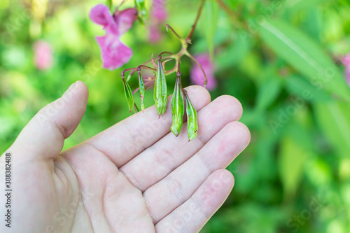 Himalayan balm seeds in hand close up photo. Policeman Helmet plant, Bobby Tops, Invasive asian plant species.