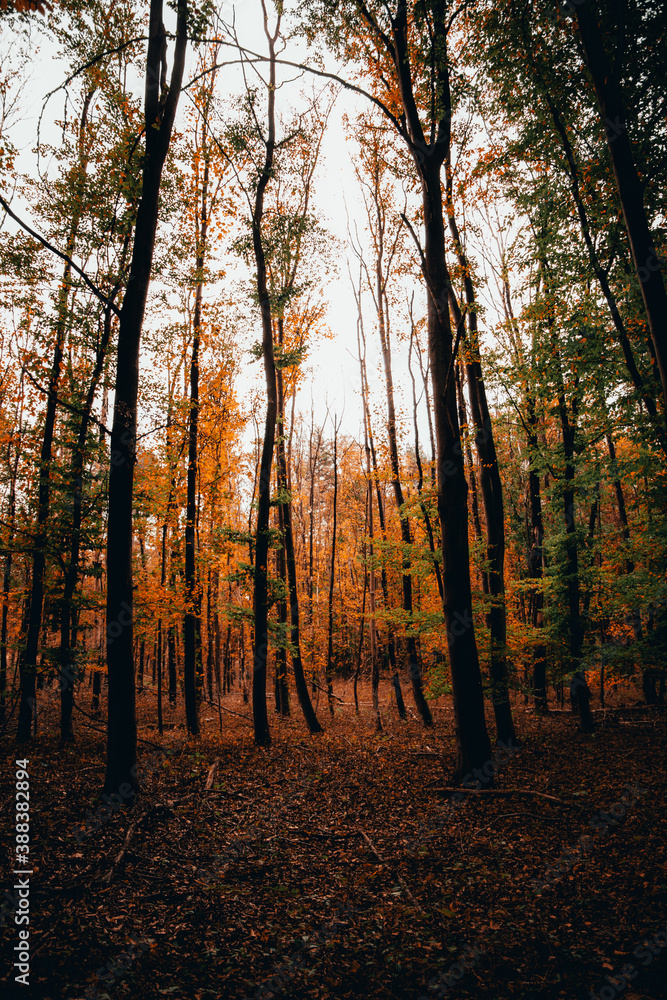 Obraz premium Forest