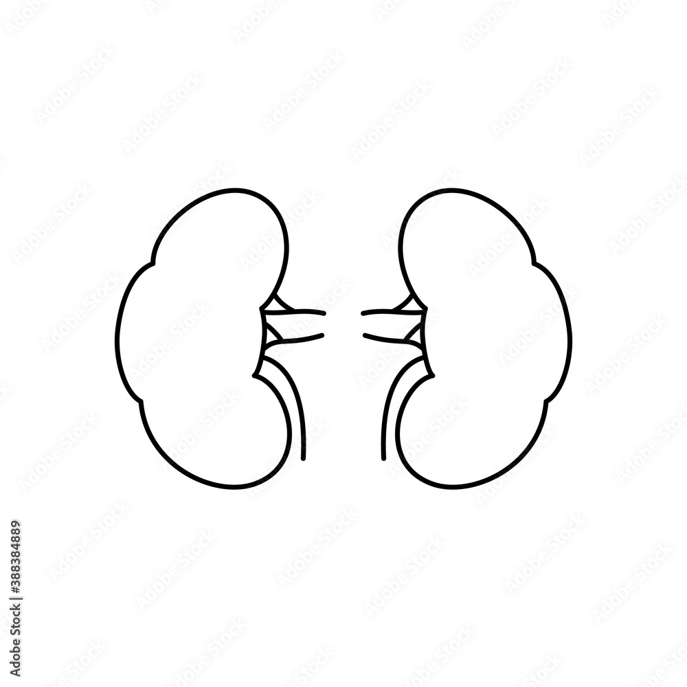 Anatomical contoured human kidneys scientifically accurate on white background. Medical science anatomy illustration. Anatomical contoured human kidneys scientifically accurate on white background. Medical science anatomy illustration.
