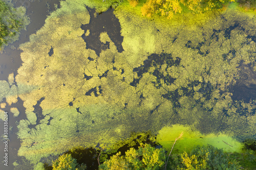 Structure of water lilies and green plants growing in river from above. Wetland ecosystem in summer nature from directly above. Marsh at sunset from aerial point of view.