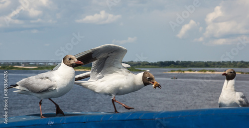 gulls with prey in their beaks on the Volga