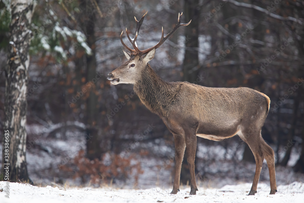 Red deer, cervus elaphus, standing in forest in wintertime nature. Wild stag looking aside on snowy woodland in winter. Brown mammal observing in woodland.