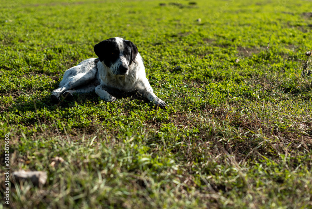 Shepherd dog tired resting on grass lying on rural farm ground autumn scene village Shepherd dog tired resting on grass lying on rural farm ground autumn scene village
