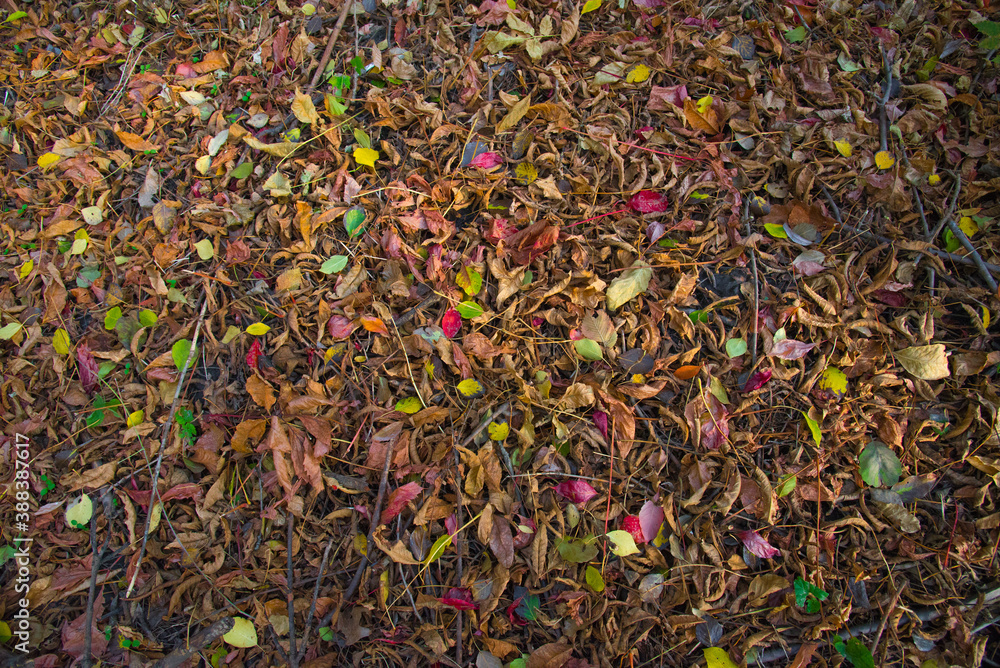 Beautiful autumn leaves on the ground. Beautiful autumn leaves on the ground.